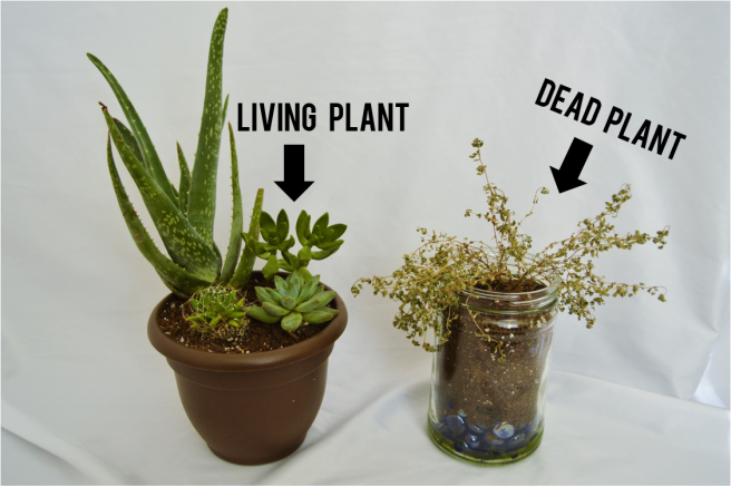Keep Plants Alive Succulent Cactus Green thumb