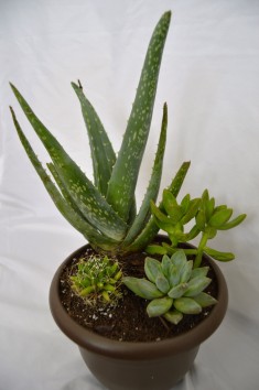 Keeping plants alive Succulent Cactus