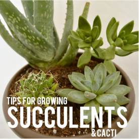 Succulent Graphic